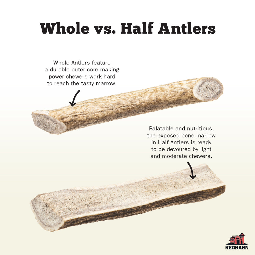 Redbarn Naturally Shed Deer Antler